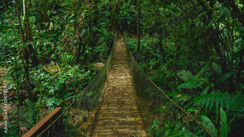 Fototapeta Naklejka Na Ścianę i Meble -  Beautiful wooden bridge in Panacam green forest Honduras