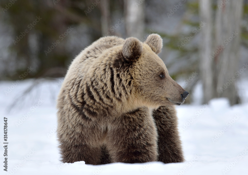 Fototapeta premium Brown bear in winter forest. Scientific name: Ursus Arctos. Natural Habitat.