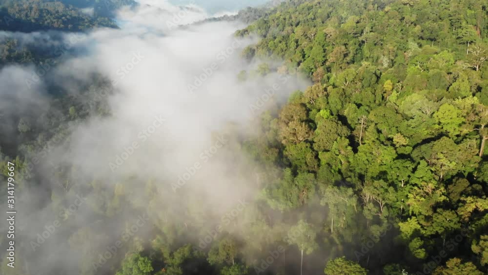 Morning mist over the rainforest in Khao Sok National Park, Thailand Morning mist over the rainforest in Khao Sok National Park, Thailand