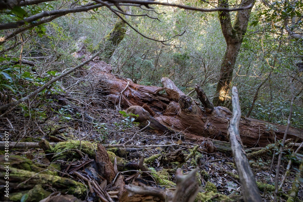 屋久島の自然 淀川登山口から花之江河まで 屋久島の自然 淀川登山口から花之江河まで