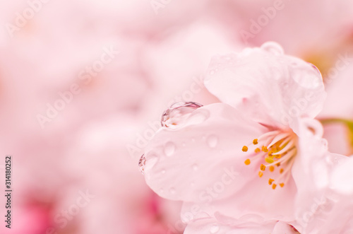 Cherry blossoms are wet in the rain.