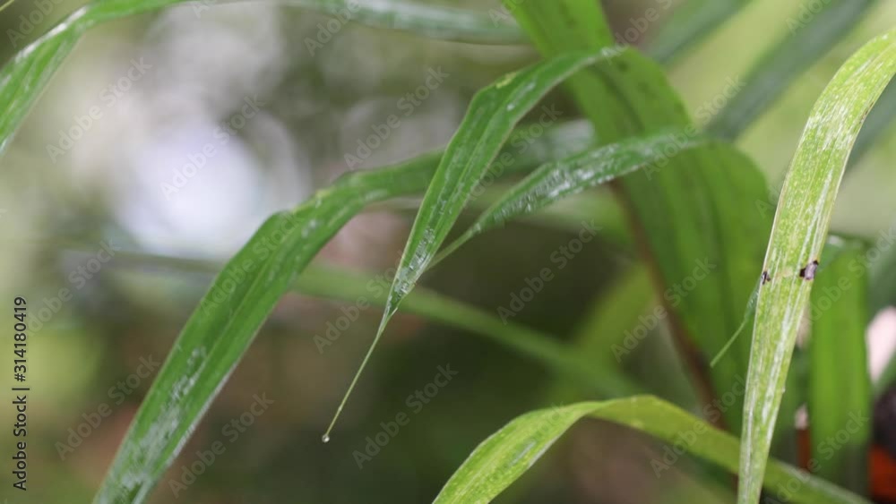 Water drops running down a leaf in the rain. Water drops running down a leaf in the rain.
