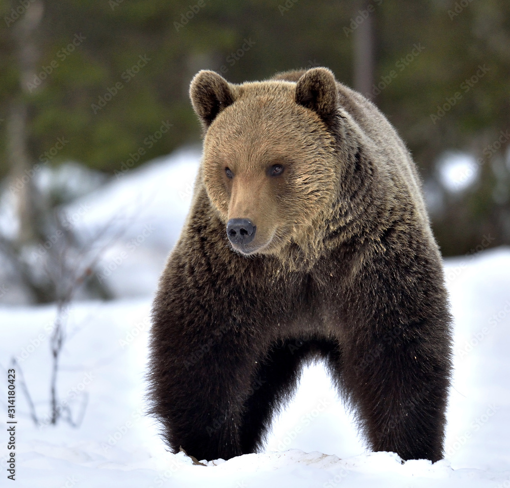 Bear in the snow, winter forest. Front view. Brown bear in winter forest. Scientific name: Ursus Arctos. Natural Habitat. Bear in the snow, winter forest. Front view. Brown bear in winter forest. Scientific name: Ursus Arctos. Natural Habitat.