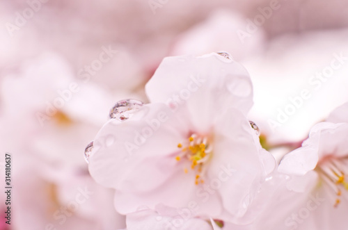 Cherry blossoms are wet in the rain.