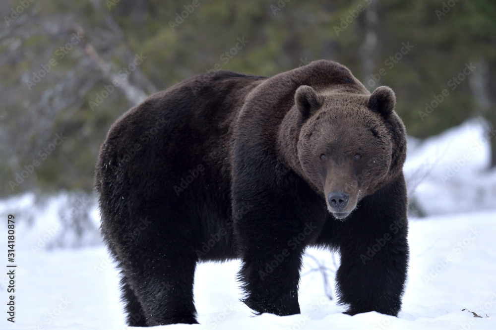 Fototapeta premium Brown bear in winter forest. Scientific name: Ursus Arctos. Natural Habitat.