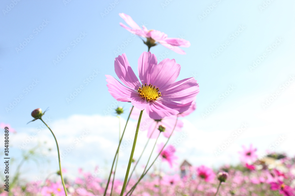 Macro shot of a beautiful pink cosmos flowers and blue sky. pink cosmos flowers on a green background. In the tropical garden. Real nature flowers. Cosmos field in full bloom with blue sky. Macro shot of a beautiful pink cosmos flowers and blue sky. pink cosmos flowers on a green background. In the tropical garden. Real nature flowers. Cosmos field in full bloom with blue sky.