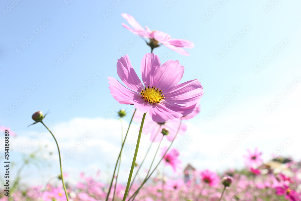 Macro shot of a beautiful pink cosmos flowers and blue sky. pink cosmos flowers on a green background. In the tropical garden. Real nature flowers. Cosmos field in full bloom with blue sky.