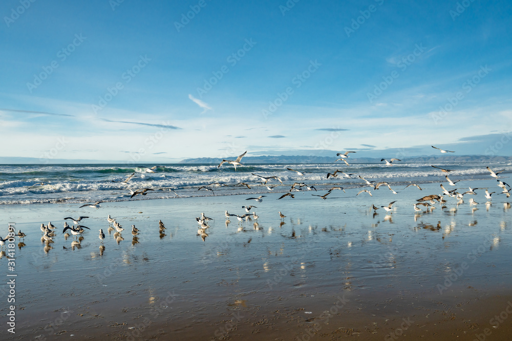 Great colony of seagulls on the beach, stormy ocean, and blue sky background