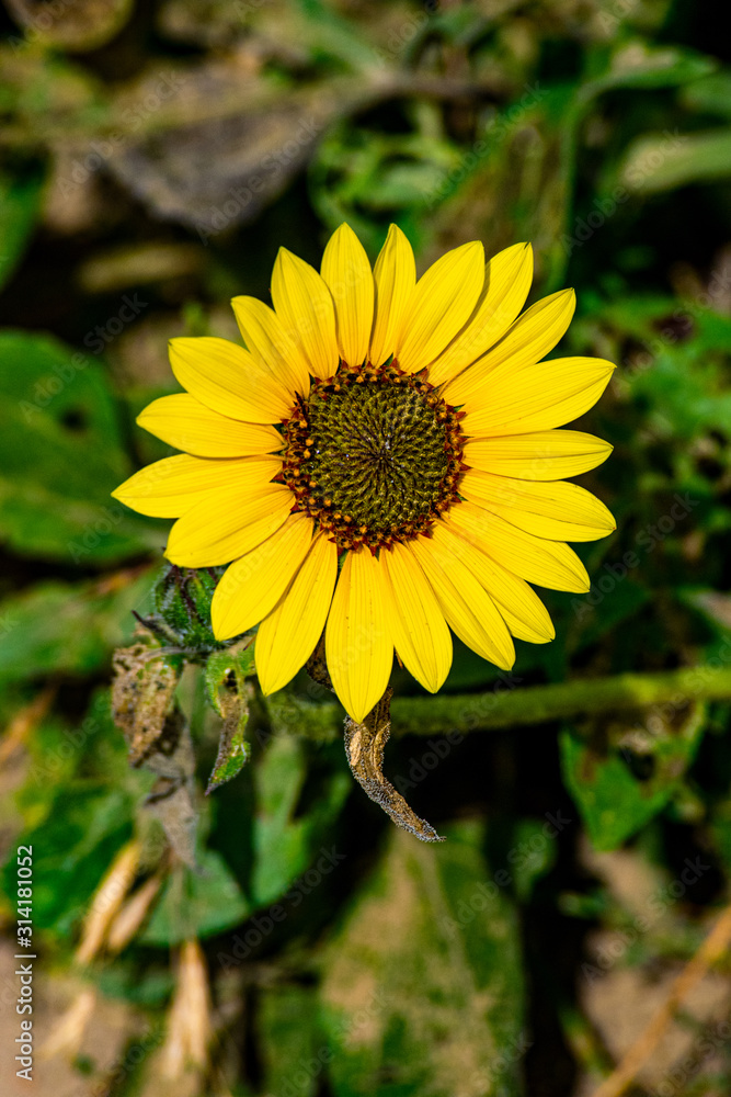 Sunflower Closeup Sunflower Closeup