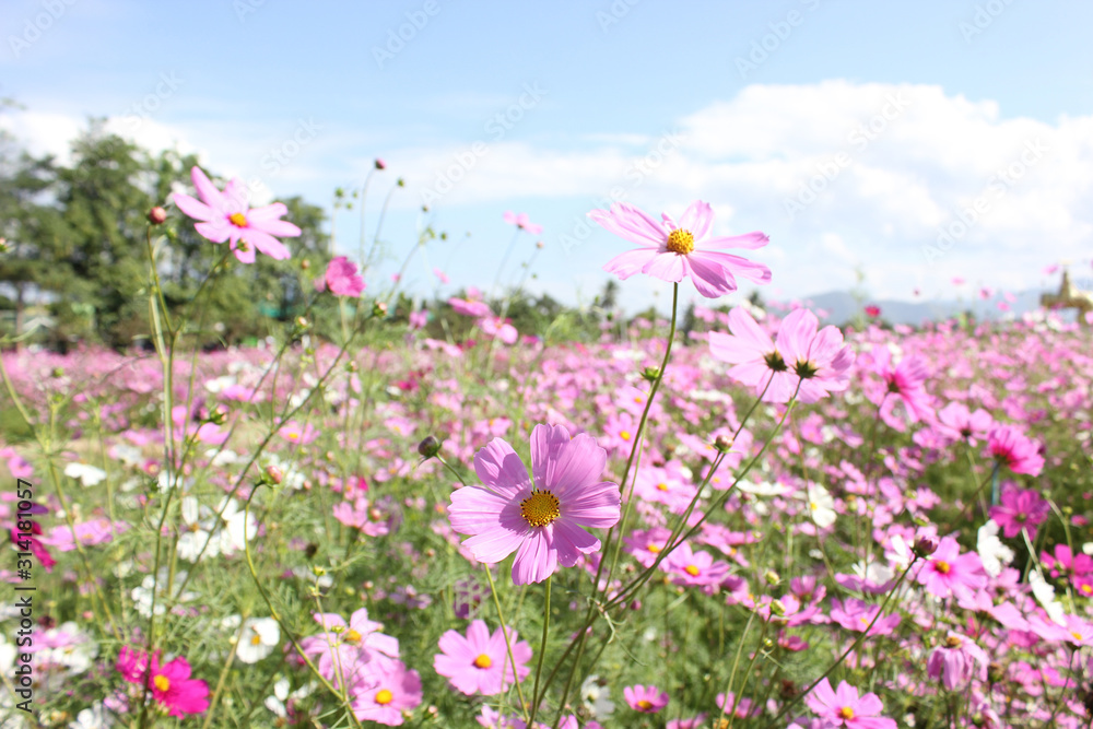 Macro shot of a beautiful pink cosmos flowers and blue sky. pink cosmos flowers on a green background. In the tropical garden. Real nature flowers. Cosmos field in full bloom with blue sky.