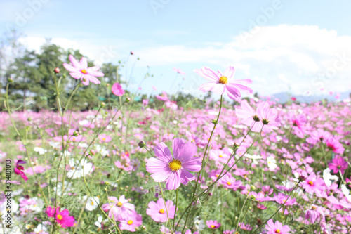 Macro shot of a beautiful pink cosmos flowers and blue sky. pink cosmos flowers on a green background. In the tropical garden. Real nature flowers. Cosmos field in full bloom with blue sky. © Muanpare