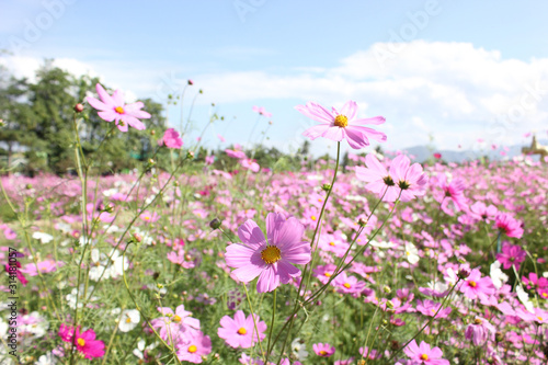 Macro shot of a beautiful pink cosmos flowers and blue sky. pink cosmos flowers on a green background. In the tropical garden. Real nature flowers. Cosmos field in full bloom with blue sky. © Muanpare