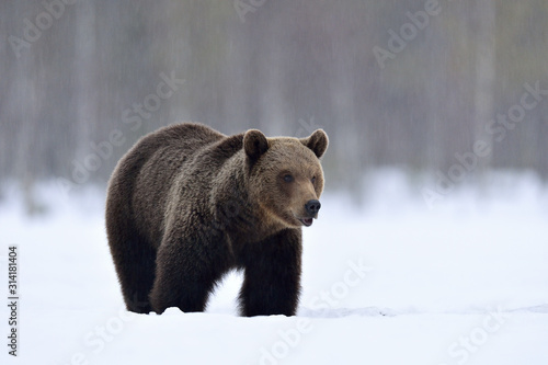Brown bear in winter forest. Scientific name: Ursus Arctos. Natural Habitat.