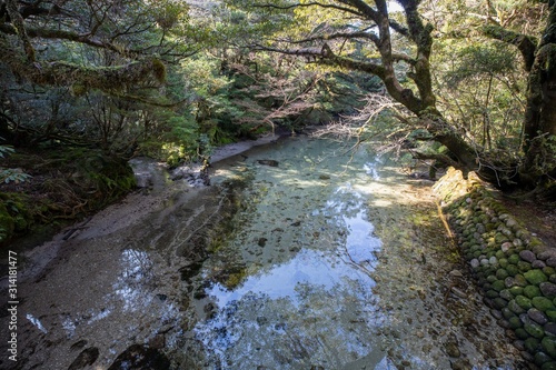 屋久島　淀川小屋付近