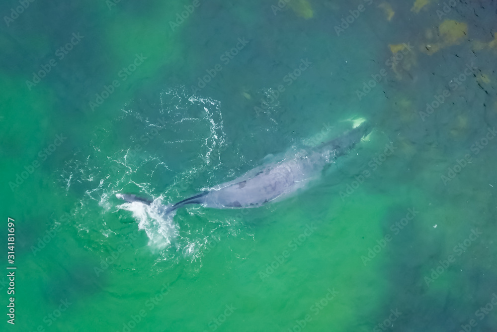 Naklejka premium Gray whale in shallow ocean. Whale