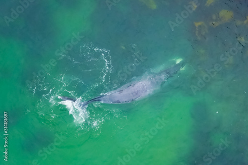 Gray whale in shallow ocean. Whale