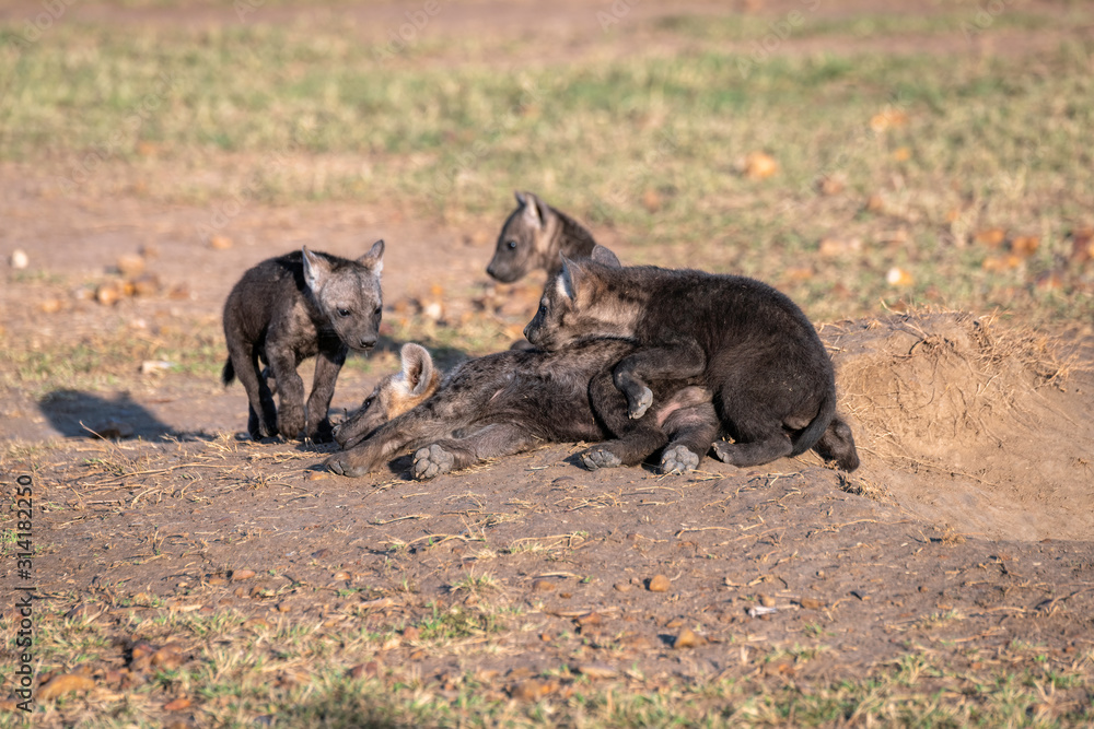 Very young hyena cubs sit in the sunshine, playing outside of their den. Image taken in the Maasai Mara, Kenya. Very young hyena cubs sit in the sunshine, playing outside of their den. Image taken in the Maasai Mara, Kenya.