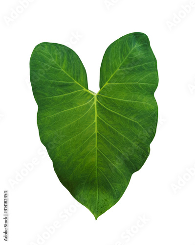 Single Fresh tropical green leaf of Elephant ear plant isolated on white background without shadow