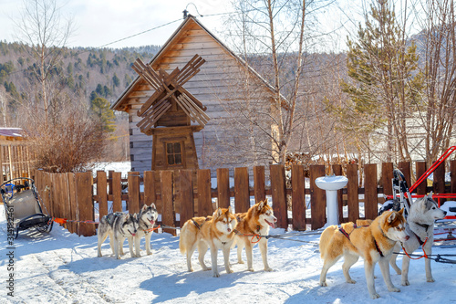 Siberian Husky, sled dogs in rural farm during winter season © Anyani