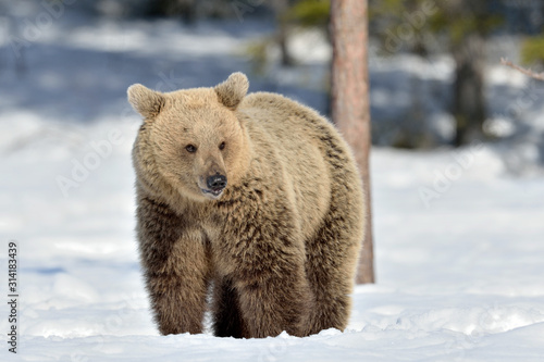 Brown bear with open mouth in winter forest. Front view. Scientific name: Ursus Arctos. Natural Habitat.