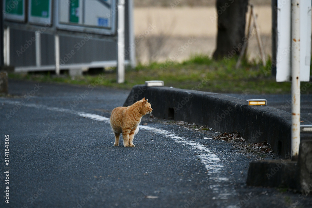 外猫