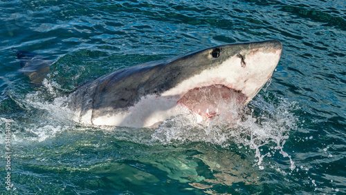 Great white shark with open mouth. Attacking Great White Shark  in the water of the ocean. Great White Shark, scientific name: Carcharodon carcharias. South Africa. © Uryadnikov Sergey