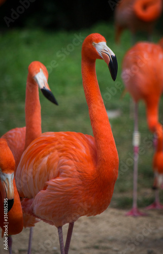 flamingo portrait in a zoo