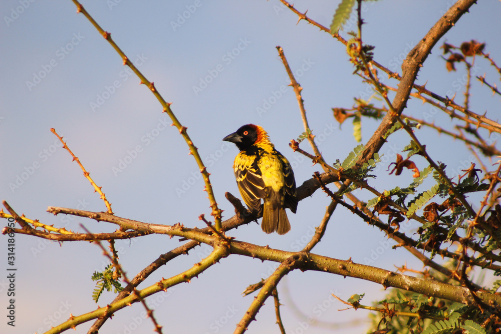 Obraz premium Yellow bird