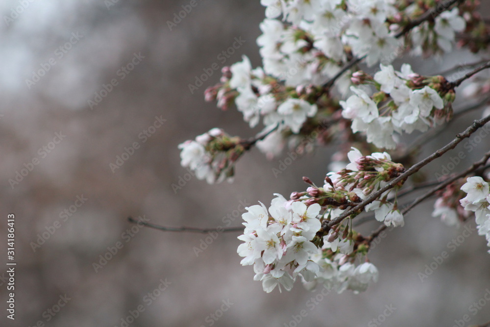 Cherry Blossoms