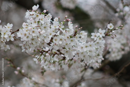 Cherry Blossoms © stephen