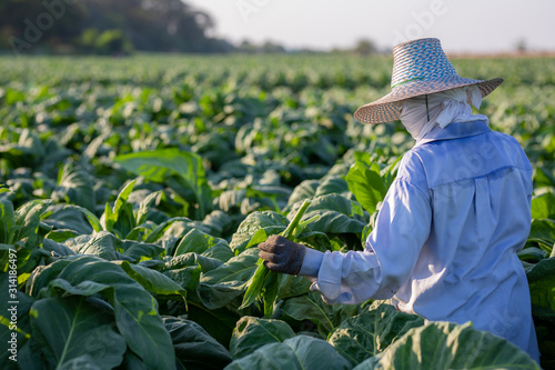 [Farmers in tobacco] Farmers were growing tobacco in a converted tobacco growing in the country, thailand.
