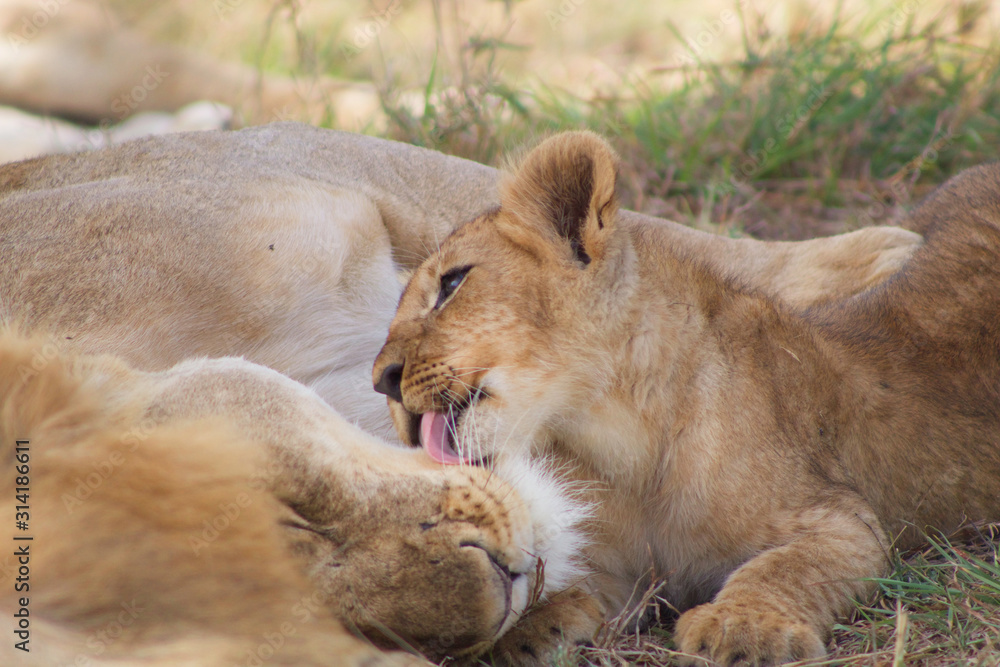 Fototapeta premium Lion Cub Licking Mom