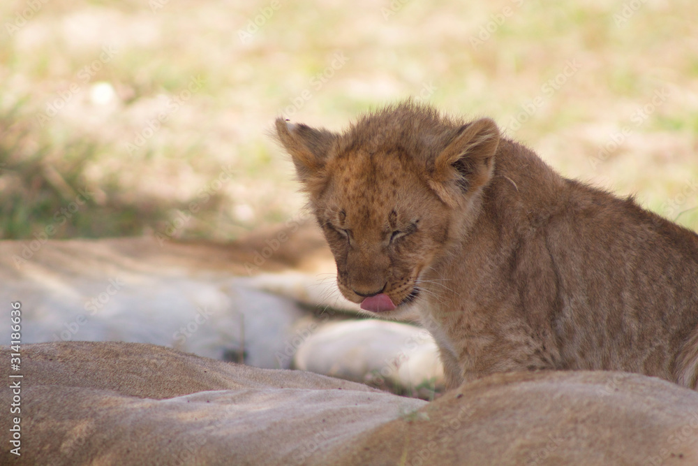 Obraz premium Lion Cub 
