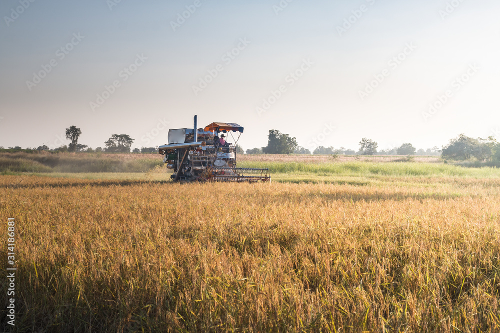 harvester working on rice field harvester working on rice field