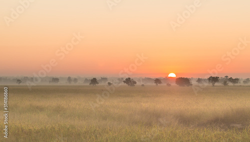 field and sunrise with mist background