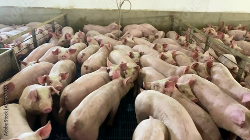 Animal cruelty, pigs packed into crowded pens, cages at industrial factory farm operation prior to slaughter for meat