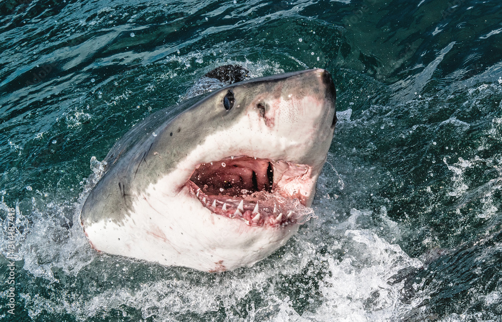 great white shark in the water