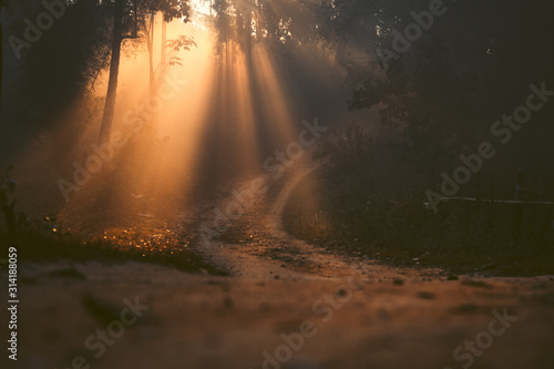 Morning light, sunrise in the forest - morning nature