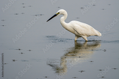 White Heron Reflection Water