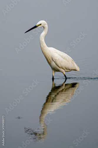 White Heron Reflection Water