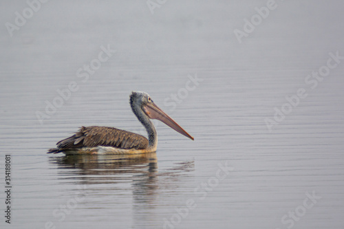 pelican on the water