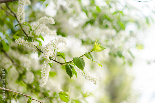 Blooming white Apple flower . Fruit tree blossom