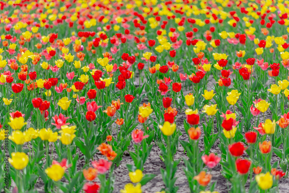 Field of colorful tulips