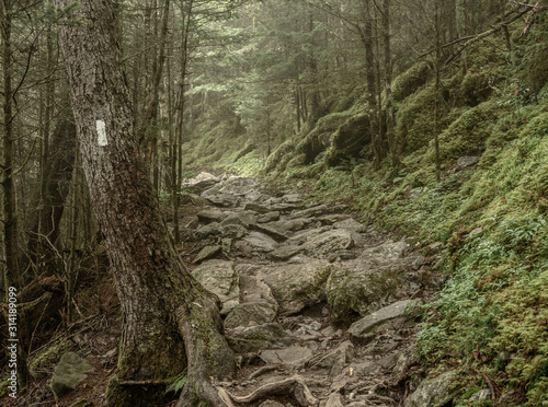 Muted Colors of Mossy Appalachian Trail Fototapeta