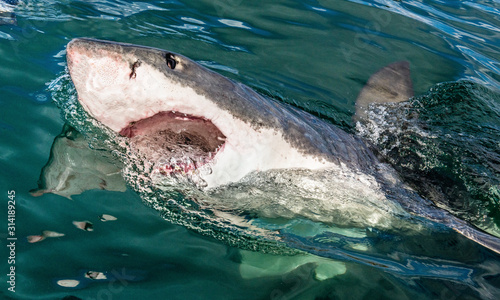 Great white shark with open mouth. Attacking Great White Shark  in the water of the ocean. Great White Shark, scientific name: Carcharodon carcharias. South Africa. © Uryadnikov Sergey