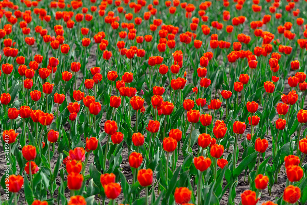 Field of colorful tulips in