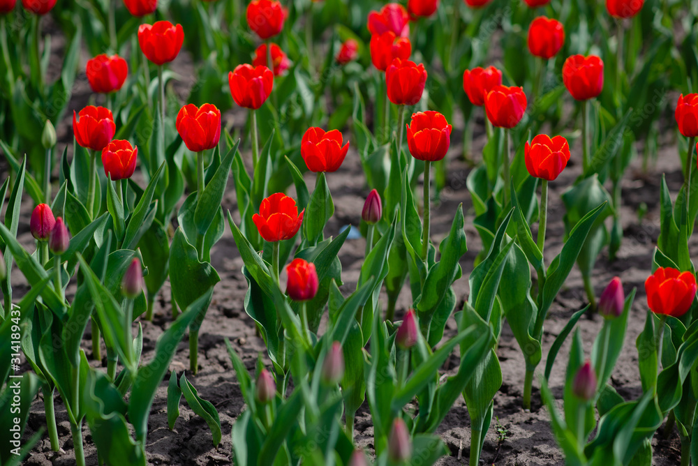 Fototapeta premium Field of colorful tulips in