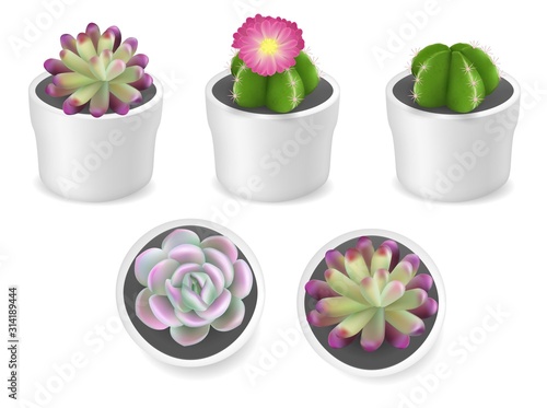 Cactus and succulent plants in pots, vector isolated illustration