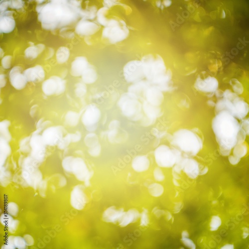 Abstract blurred bokeh background of green leaf wiht morning lighting.