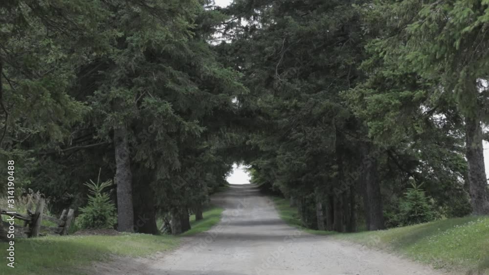 A Long Narrow Road Surrounded With Beautiful Tall Green Trees - Medium Shot A Long Narrow Road Surrounded With Beautiful Tall Green Trees - Medium Shot